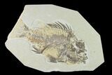 Bargain Fossil Fish (Priscacara) - Green River Formation #138436-1